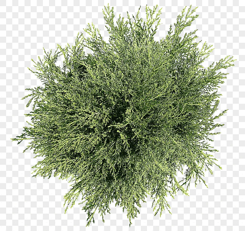 png clipart tree plant shrub tree top view green leafed plant photography grass