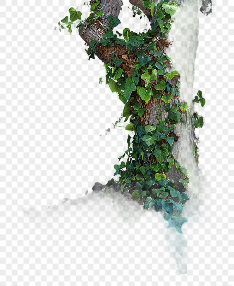 png clipart tree populus nigra tree trees leaf tree branch