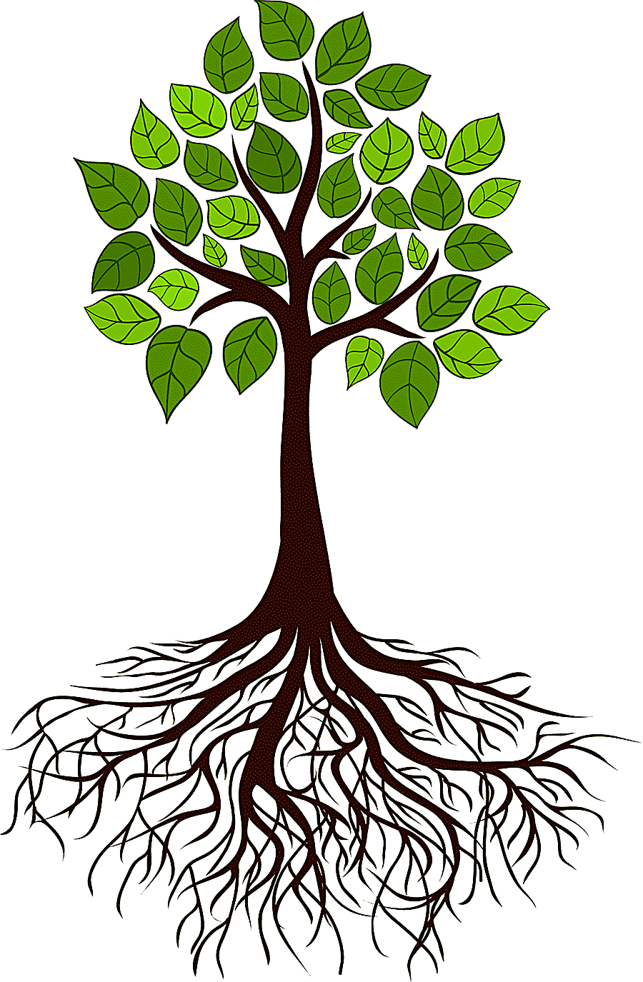 png clipart tree root branch tree roots leaf root