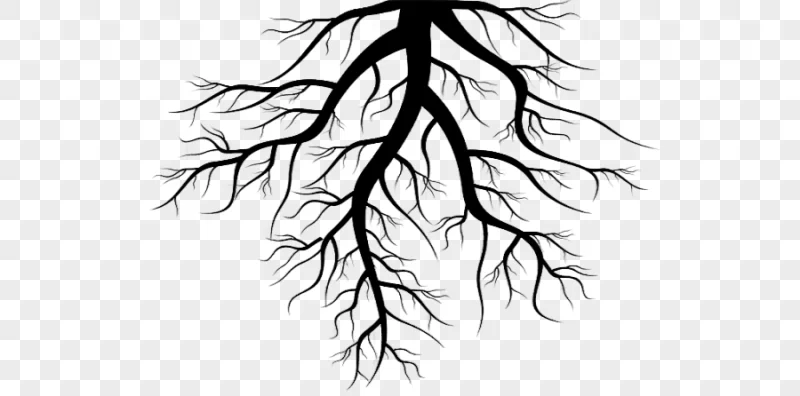 png clipart tree root tree leaf photography