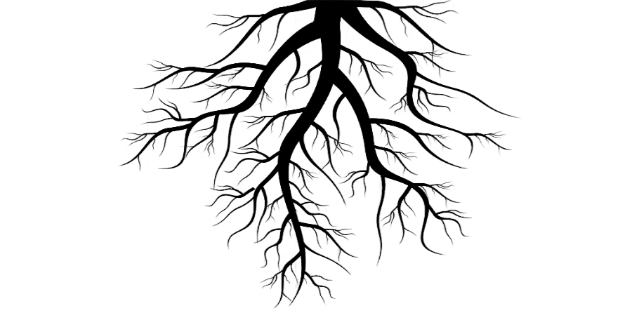 png clipart tree root tree leaf photography