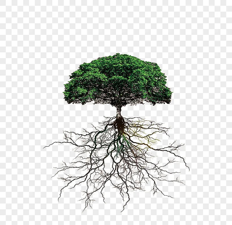png clipart tree roots trees root