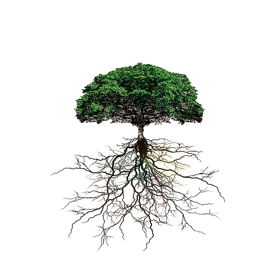 png clipart tree roots trees root