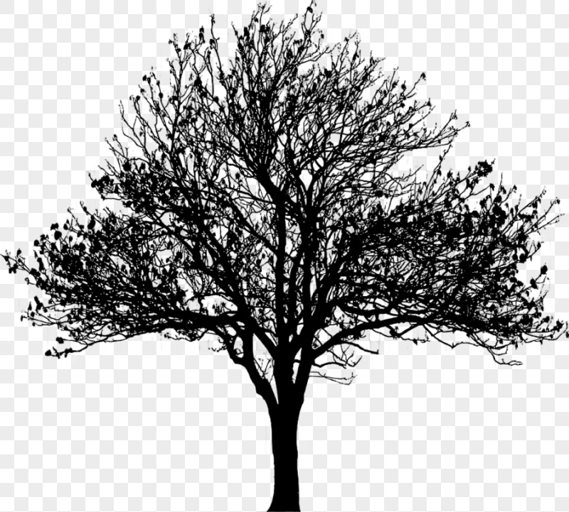 png clipart tree silhouette drawing love tree winter leaf