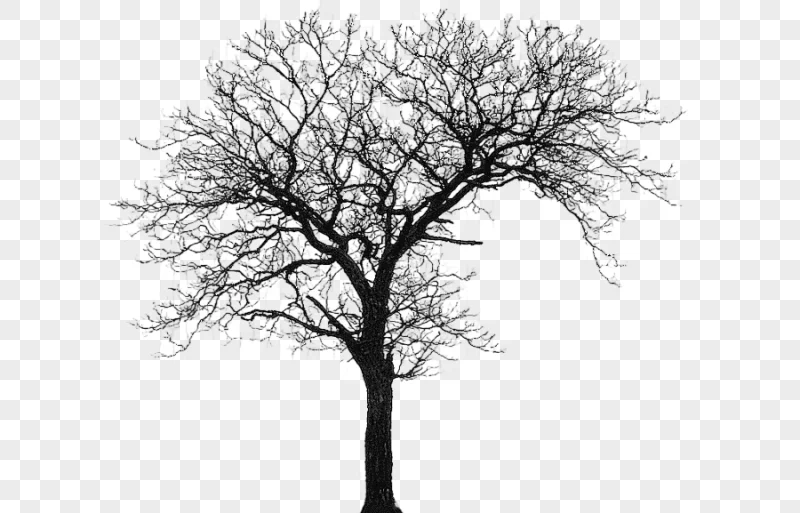 png clipart tree silhouette house architecture tree winter branch