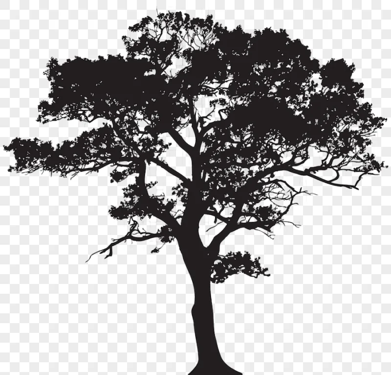 png clipart tree silhouette silhouette tree photography branch