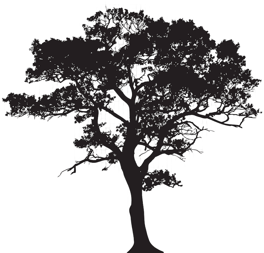 png clipart tree silhouette silhouette tree photography branch