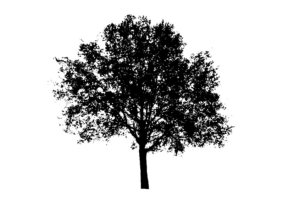 png clipart tree silhouette tree maple leaf