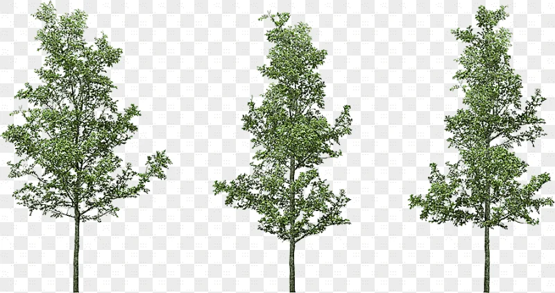 png clipart tree silver birch tree leaf branch