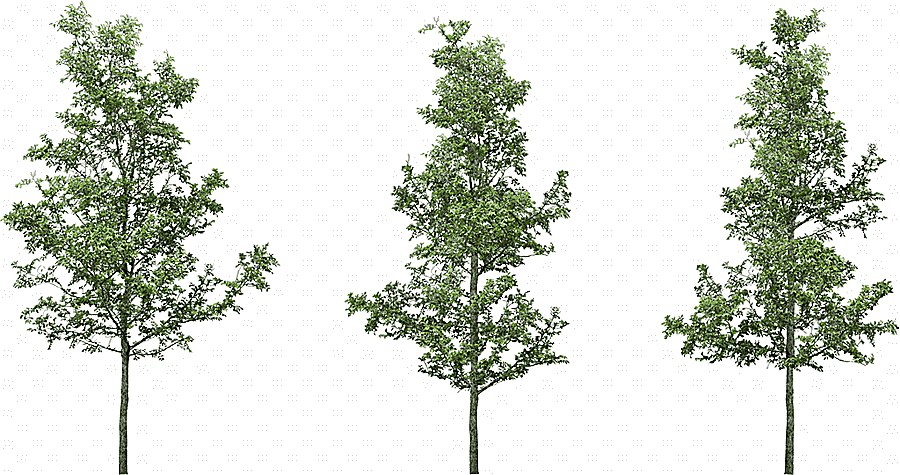 png clipart tree silver birch tree leaf branch