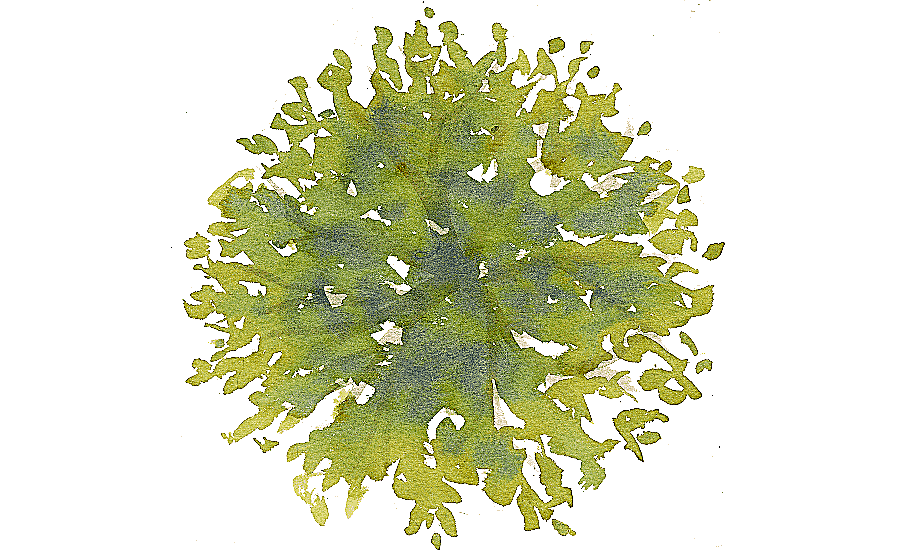 png clipart tree site plan drawing tree top green and yellow abstract art painting miscell