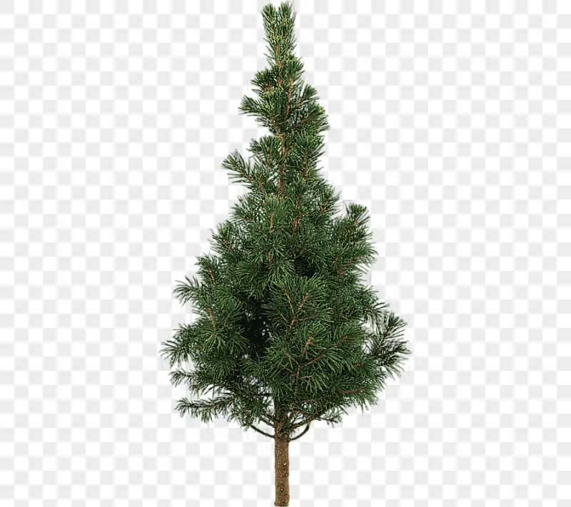 png clipart tree stone pine scots pine plant pine trees branch christmas decoration