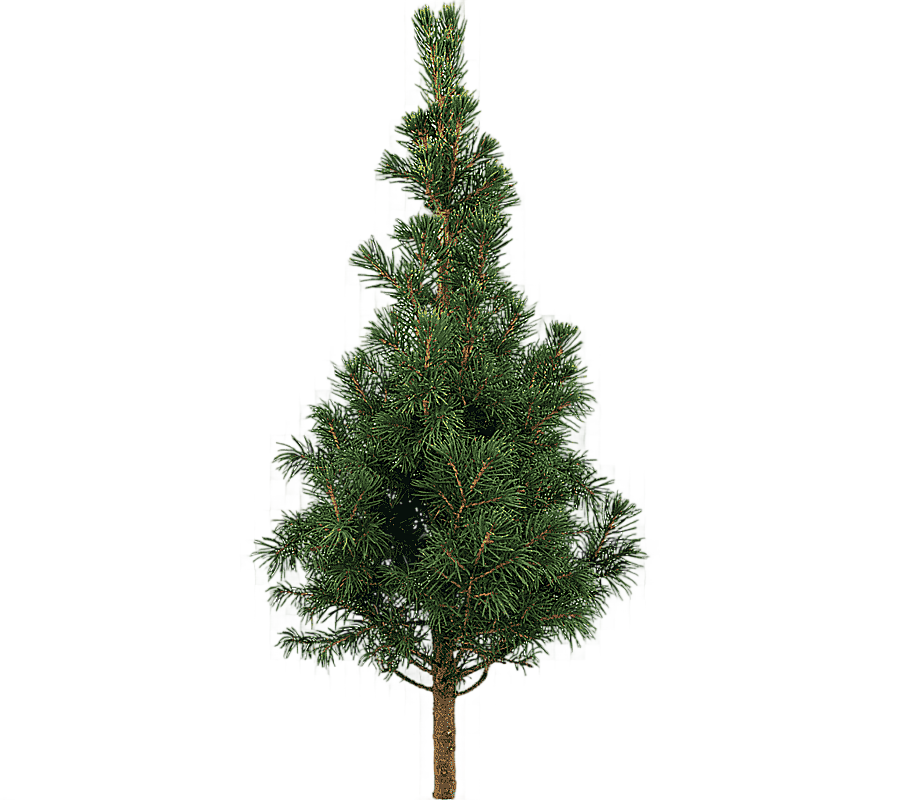 png clipart tree stone pine scots pine plant pine trees branch christmas decoration