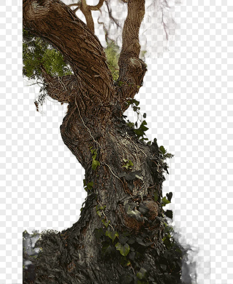 png clipart tree stump trunk wood tree branch arborist