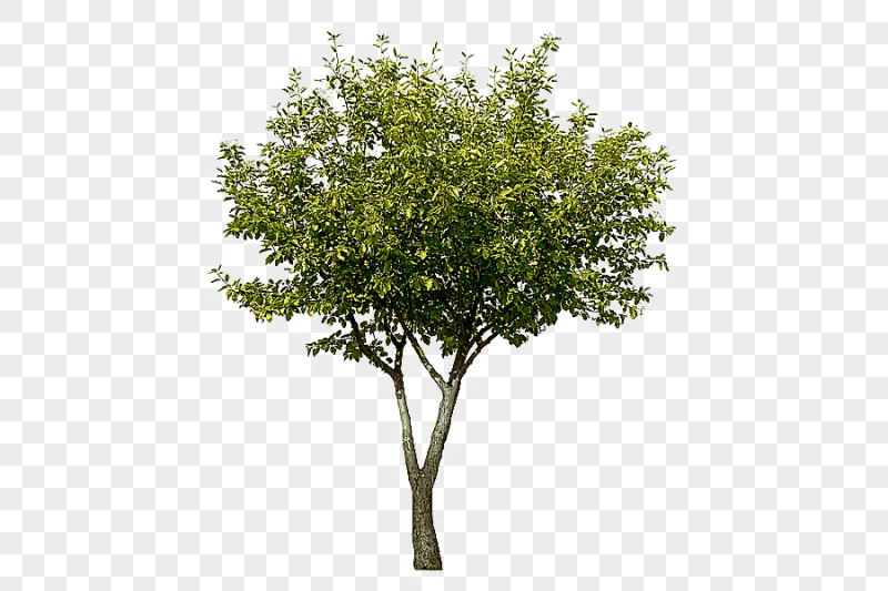 png clipart tree tipa graphy tree branch wood