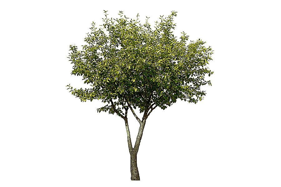 png clipart tree tipa graphy tree branch wood