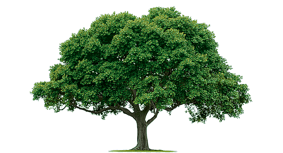 png clipart tree tree