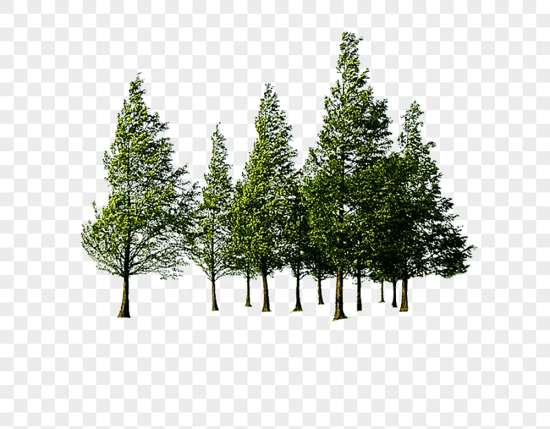 png clipart trees illustration tree forest beautiful green tree forest leaf tree branch