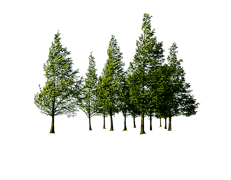 png clipart trees illustration tree forest beautiful green tree forest leaf tree branch