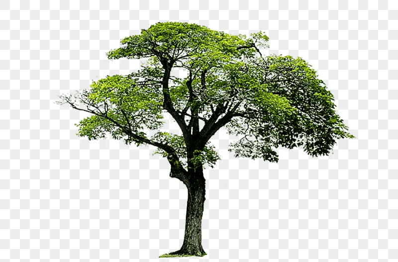 png clipart trees trees landscape tree trees trees