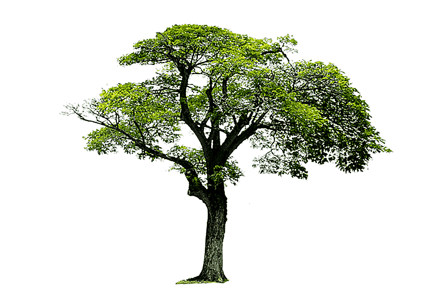 png clipart trees trees landscape tree trees trees