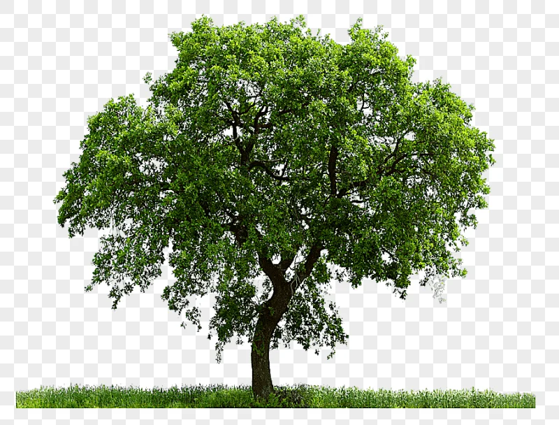 png clipart trees trees leaves tree trees leaves