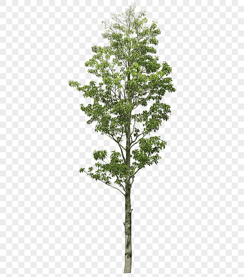 png clipart trees trees trees clipart