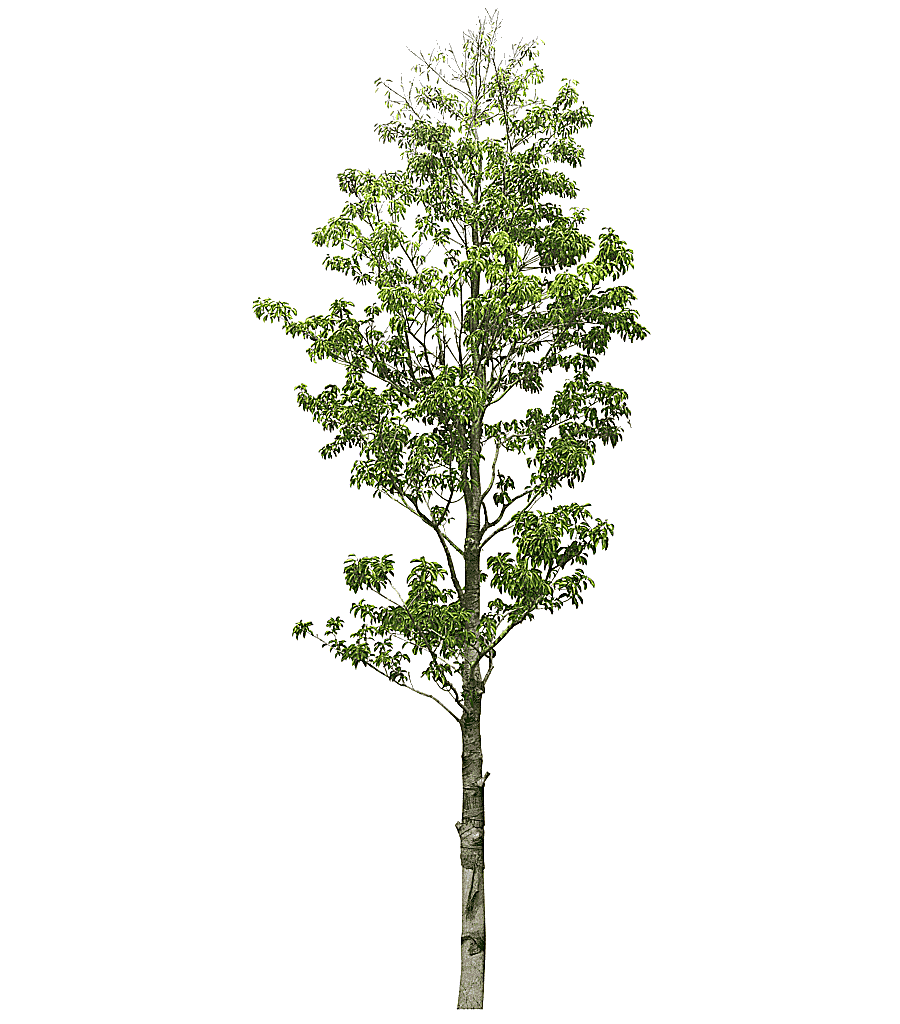 png clipart trees trees trees clipart