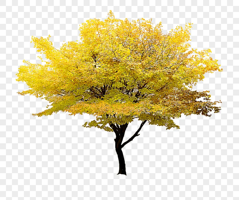 png clipart yellow leafed tree illustration twig tree yellow maple yellow tree leaf tree b