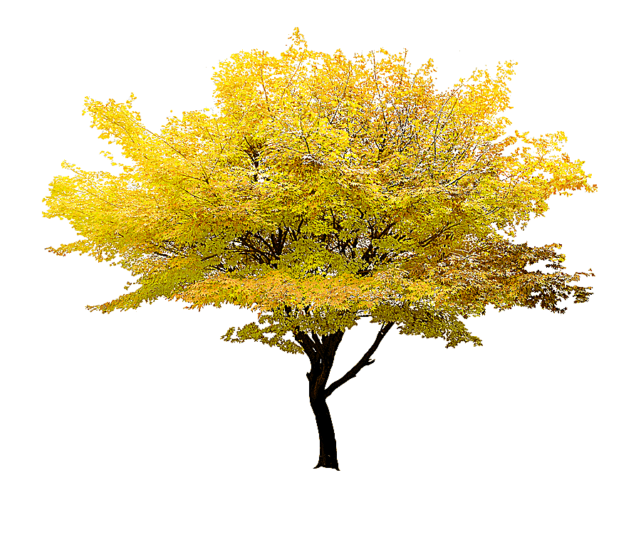 png clipart yellow leafed tree illustration twig tree yellow maple yellow tree leaf tree b